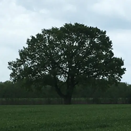 Rietberg